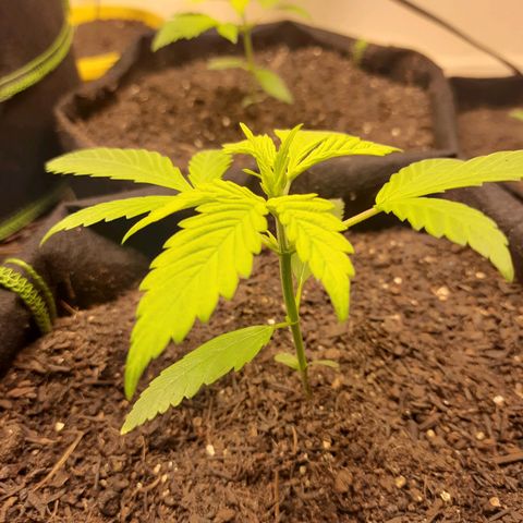 Auto Critical Orange Punch #2 growlog timeline photo