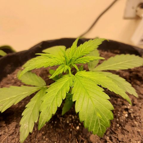 LSD-25 #1 growlog timeline photo