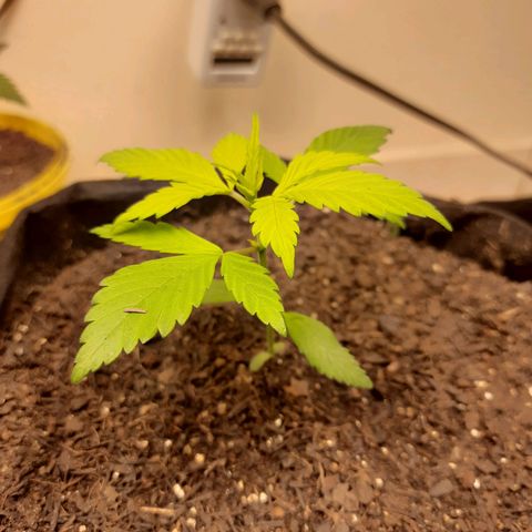 LSD-25 #2 growlog timeline photo