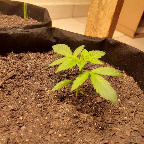 LSD-25 growlog timeline photo