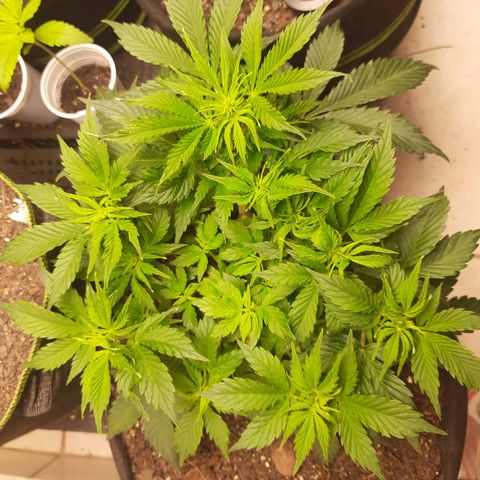 Zkittlez Auto  #1 growlog timeline photo