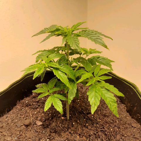 Zkittlez Auto  #2 growlog photo: Destravou 🤡