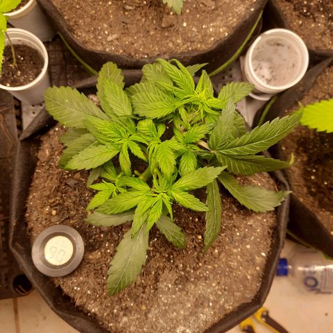 Auto Critical Orange Punch #1 growlog photo: Recebeu o primeiro lst ontem
