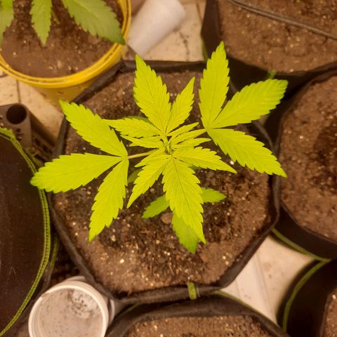 LSD-25 #2 growlog timeline photo