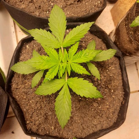 LSD-25 growlog timeline photo