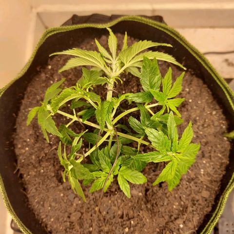 Zkittlez Auto  #2 growlog photo: Não aguentei e mandei um lst de leve kkkkkkkkkk tomara q continue respondendo bem x__x