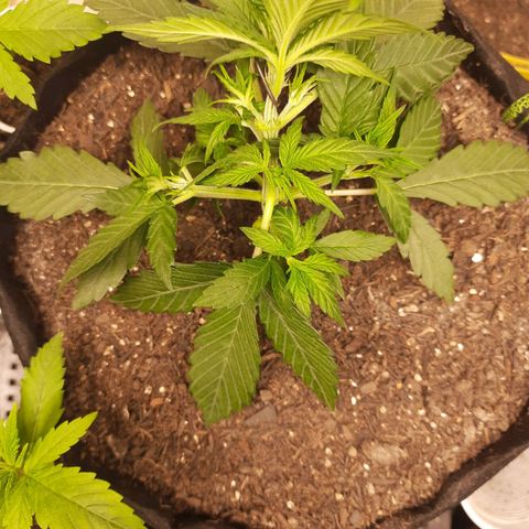 LSD-25 #1 growlog timeline photo