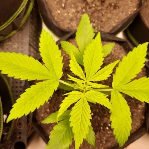 Auto Critical Orange Punch #2 growlog timeline photo
