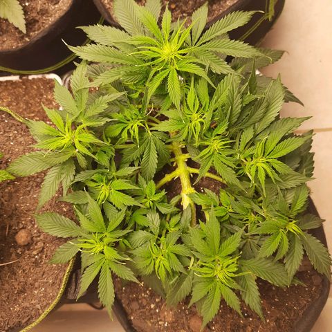Zkittlez Auto  #1 growlog timeline photo