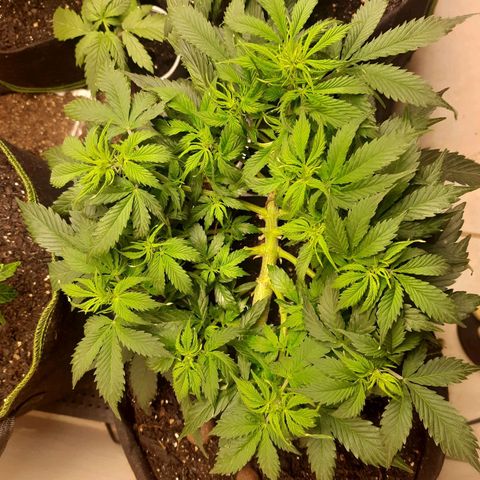 Zkittlez Auto  #1 growlog timeline photo