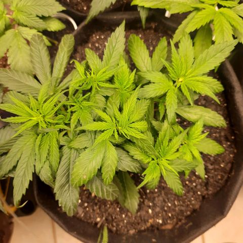 Auto Critical Orange Punch #1 growlog timeline photo