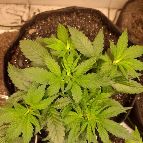 LSD-25 #1 growlog timeline photo