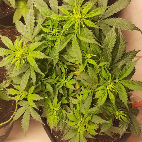 Zkittlez Auto  #1 growlog timeline photo