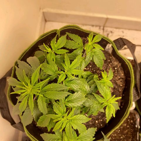 Zkittlez Auto  #2 growlog timeline photo