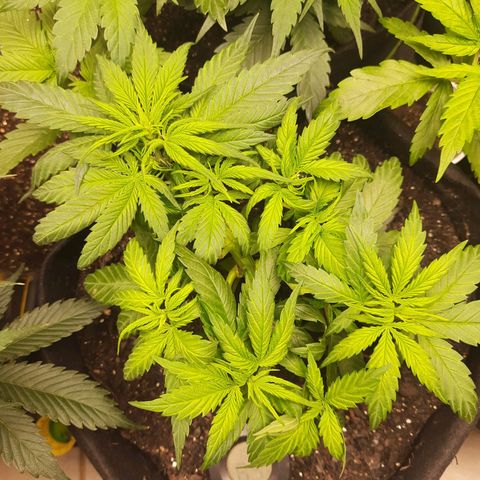 Auto Critical Orange Punch #1 growlog timeline photo