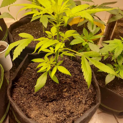 Auto Critical Orange Punch #2 growlog timeline photo