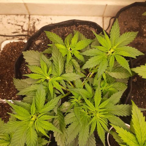 LSD-25 #1 growlog timeline photo