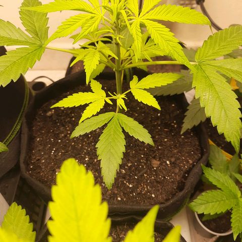 LSD-25 #2 growlog timeline photo