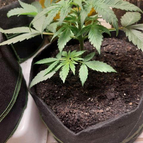 LSD-25 growlog timeline photo