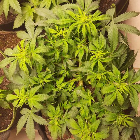 Zkittlez Auto  #1 growlog timeline photo