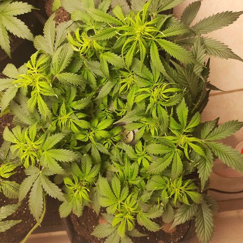 Zkittlez Auto  #1 growlog timeline photo