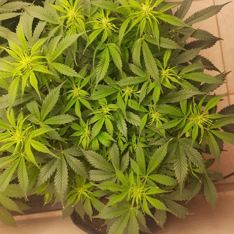 Zkittlez Auto  #1 growlog timeline photo