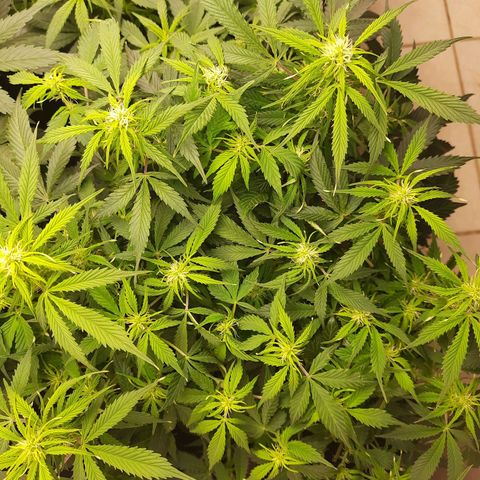 Zkittlez Auto  #1 growlog timeline photo