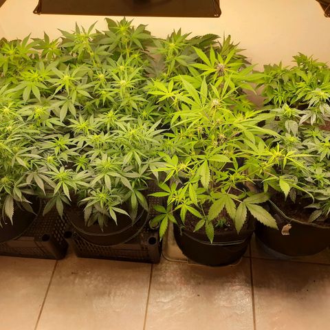 Zkittlez Auto  #2 growlog timeline photo