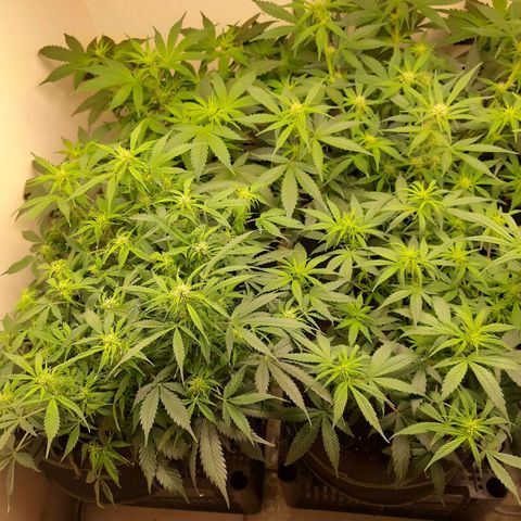Zkittlez Auto  #2 growlog timeline photo