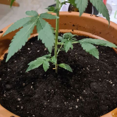 Sticky Orange XXL Automatic growlog timeline photo