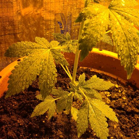 Sticky Orange XXL Automatic growlog timeline photo