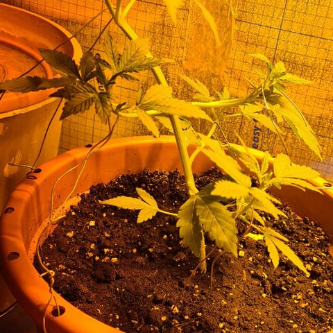 Sticky Orange XXL Automatic growlog timeline photo