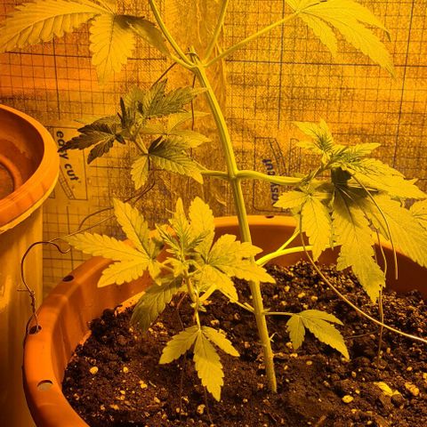 Sticky Orange XXL Automatic growlog timeline photo