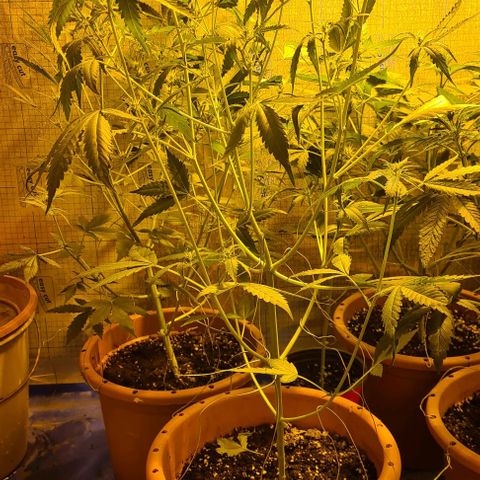 Sticky Orange XXL Automatic growlog timeline photo