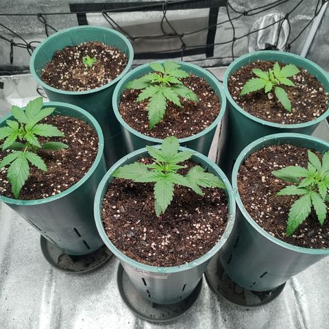 Auto AK Triple Haze y Green Crack  growlog timeline photo