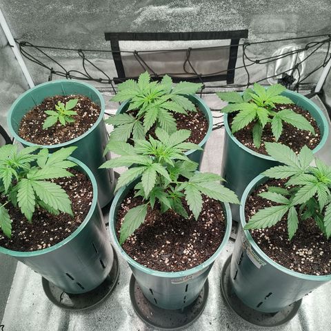Auto AK Triple Haze y Green Crack  growlog timeline photo