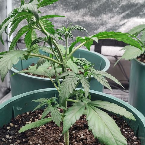 Auto AK Triple Haze y Green Crack  growlog timeline photo