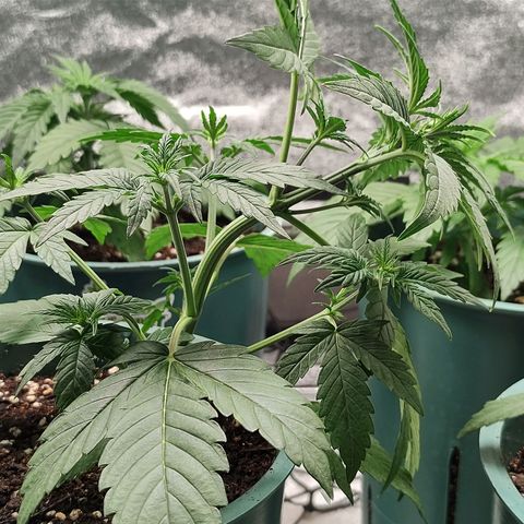 Auto AK Triple Haze y Green Crack  growlog timeline photo