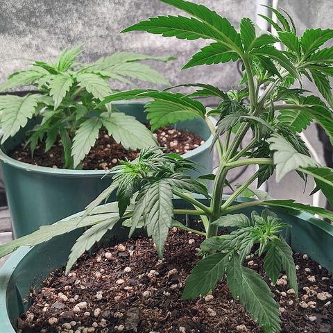 Auto AK Triple Haze y Green Crack  growlog timeline photo