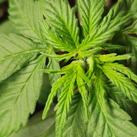 Auto AK Triple Haze y Green Crack  growlog timeline photo
