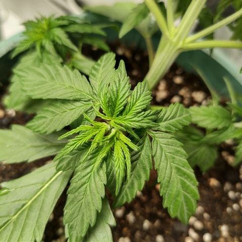 Auto AK Triple Haze y Green Crack  growlog timeline photo
