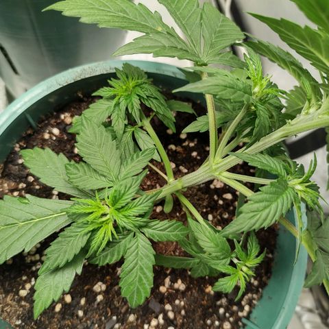 Auto AK Triple Haze y Green Crack  growlog timeline photo