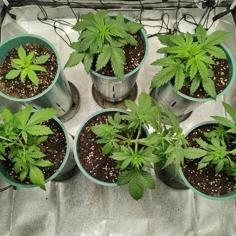 Auto AK Triple Haze y Green Crack  growlog timeline photo