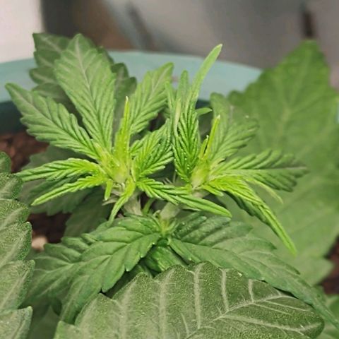 Auto AK Triple Haze y Green Crack  growlog timeline photo