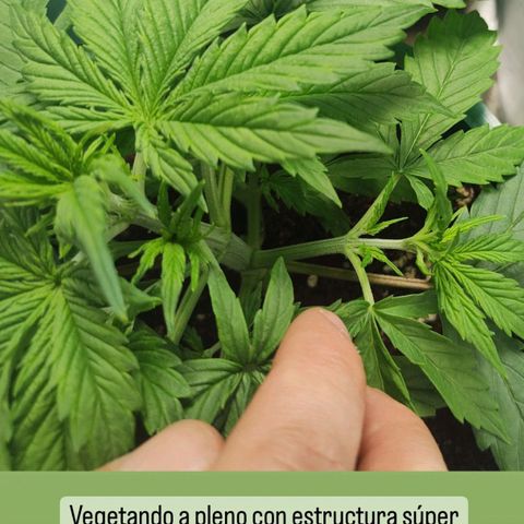 Auto AK Triple Haze y Green Crack  growlog timeline photo