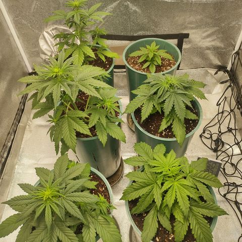 Auto AK Triple Haze y Green Crack  growlog timeline photo