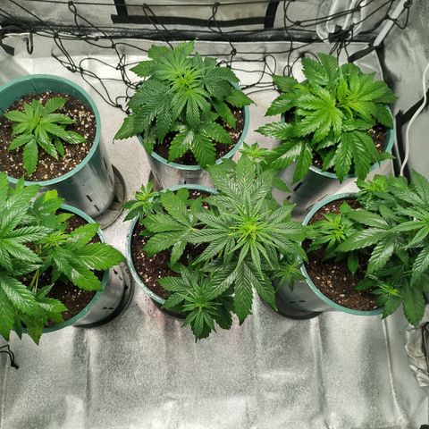 Auto AK Triple Haze y Green Crack  growlog timeline photo
