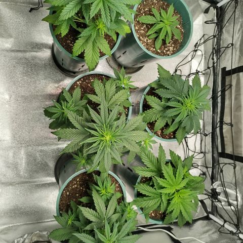 Auto AK Triple Haze y Green Crack  growlog timeline photo