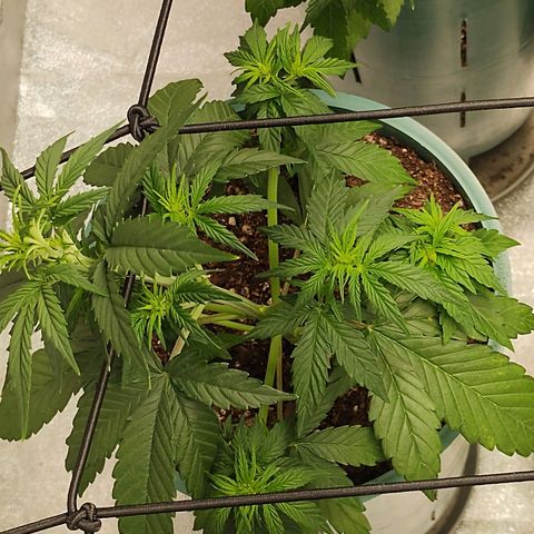 Auto AK Triple Haze y Green Crack  growlog timeline photo