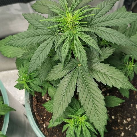 Auto AK Triple Haze y Green Crack  growlog timeline photo